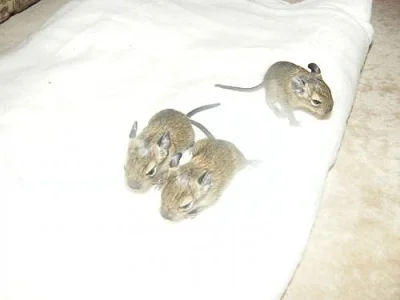 Daruji mláďátka osmáka degu