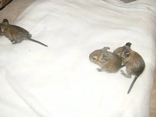 Daruji mláďátka osmáka degu