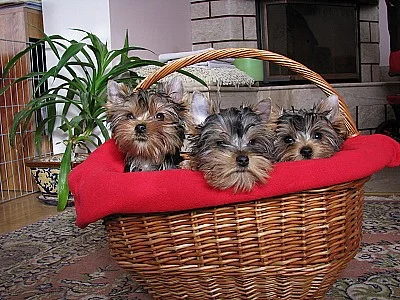 Yorkshire terrier