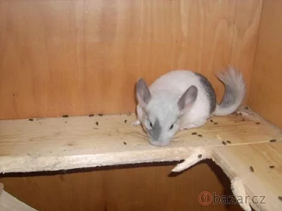 Mládě činčily
