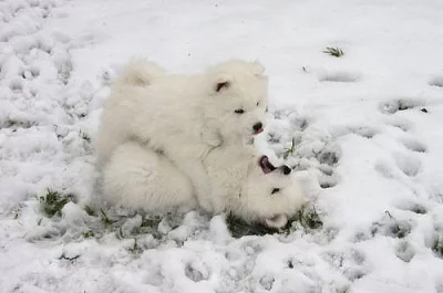 SAMOJED štěňátka s PP