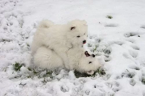 SAMOJED štěňátka s PP