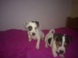jack russel terier štěnátka na prodej
