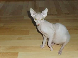 Kanadský Sphynx, kočičky s PP
