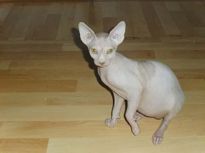 Kanadský Sphynx, kočičky s PP