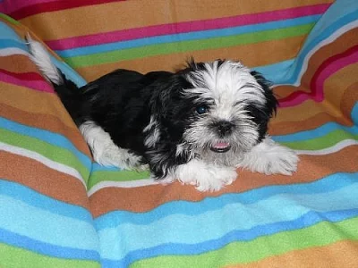 Shih-tzu štěńátka s PP