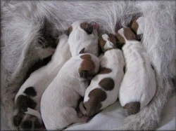 Jack russell terier