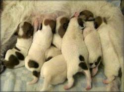 Jack russell terier