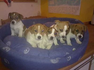 jack terier-russell štěnátka na prodej už k odběru