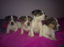 jack terier-russell štěnátka na prodej už k odběru