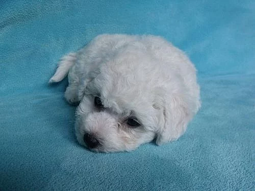 Bišonek frisé s PP