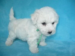 Bišonek frisé s PP