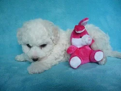 Bišonek frisé s PP