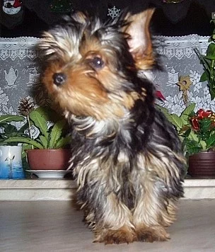 Jorkšírský teriér