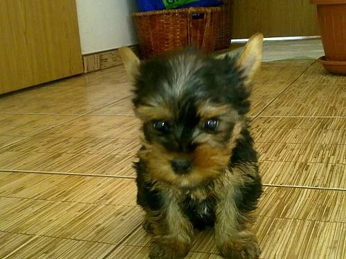 Jorkšírský teriér