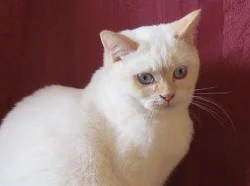 Zadám britská koťátka ve zbarvení colorpoint