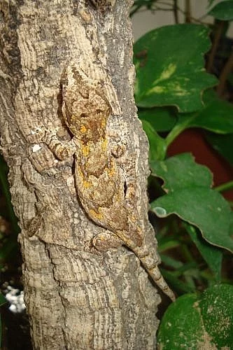 Rh.ciliatus, auriculatus; Ph.m. grandis; U.milii