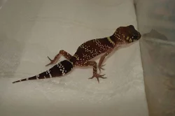 Rh.ciliatus, auriculatus; Ph.m. grandis; U.milii