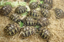 Testudo hermanni, graeca, marginata