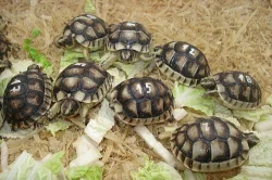 Testudo hermanni, graeca, marginata