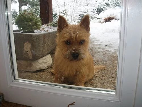 Norwich terrier s pp