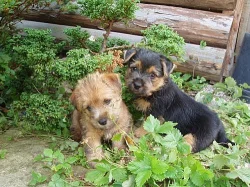 Norwich terrier s pp