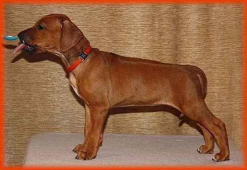 Rhodéský ridgeback – štěňata s PP