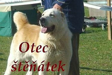 Středoasijský pastevecký pes