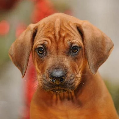 Rhodéský ridgeback - štěňata