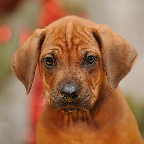 Rhodéský ridgeback - štěňata