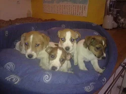 štěnátka jack russel terier na prodej