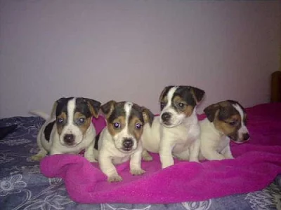 štěnátka jack russel terier na prodej