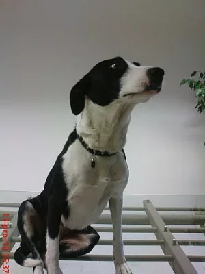 Krátkosrstá kolie