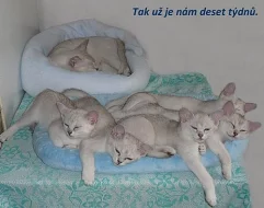 Stříbřitá koťátka.