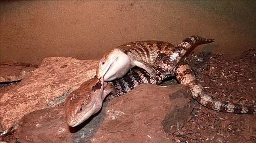 Tiliqua scincoides sp. / napářená samice /