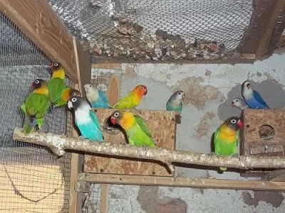 agapornis