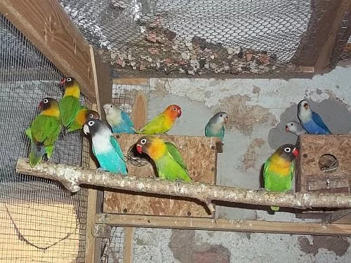 agapornis