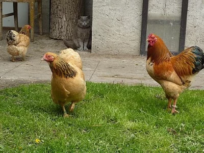 Zdrobnělé wyandotky žluté Kolumbie