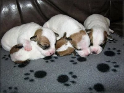 Jack russell terier