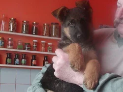 Prodám štěně německého ovčáka