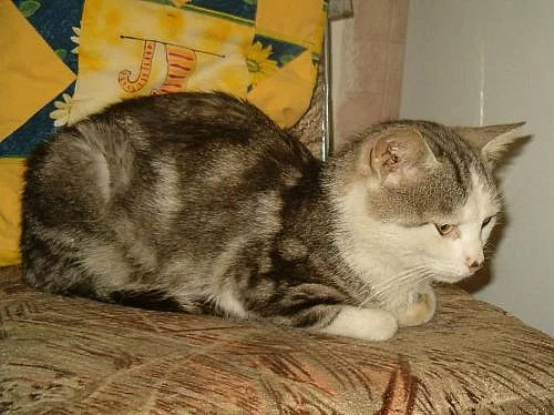 Kocour Felix