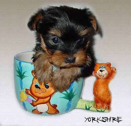 PREDAM MINI YORKSHIROU