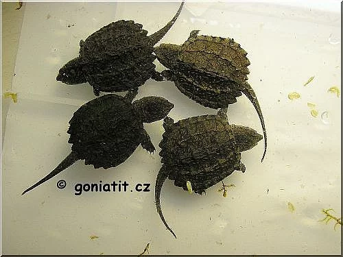 21 druhů želv k odběru - Největší nabídka v ČR