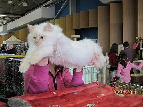 koťátka Ragdoll s PP