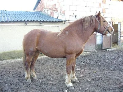 NORIK - prodám hřebečky