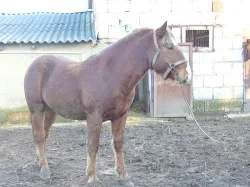 NORIK - prodám hřebečky