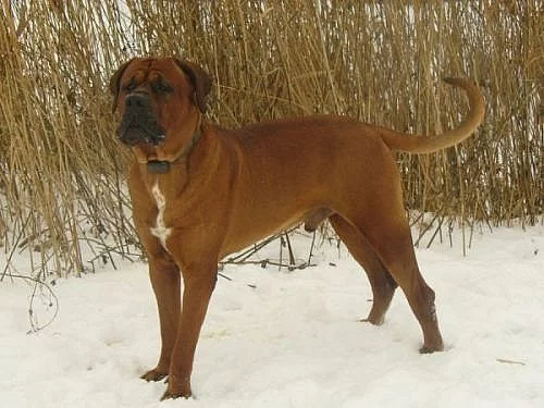 Tosa inu – štěňátka