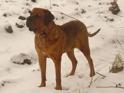 Tosa inu – štěňátka