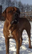 Tosa inu – štěňátka