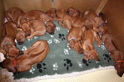 Rhodéský ridgeback – štěňata s PP